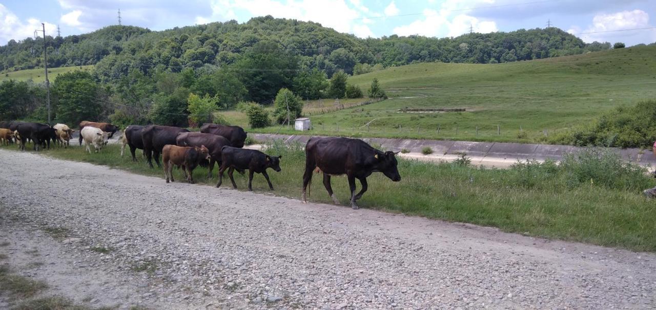 Valea Danului La Livada 빌라 외부 사진